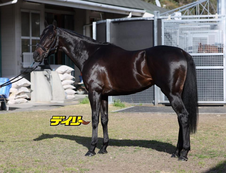 マジックサンズ　評価Ｃ