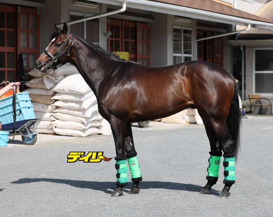 サトノシャイニング　評価Ａ