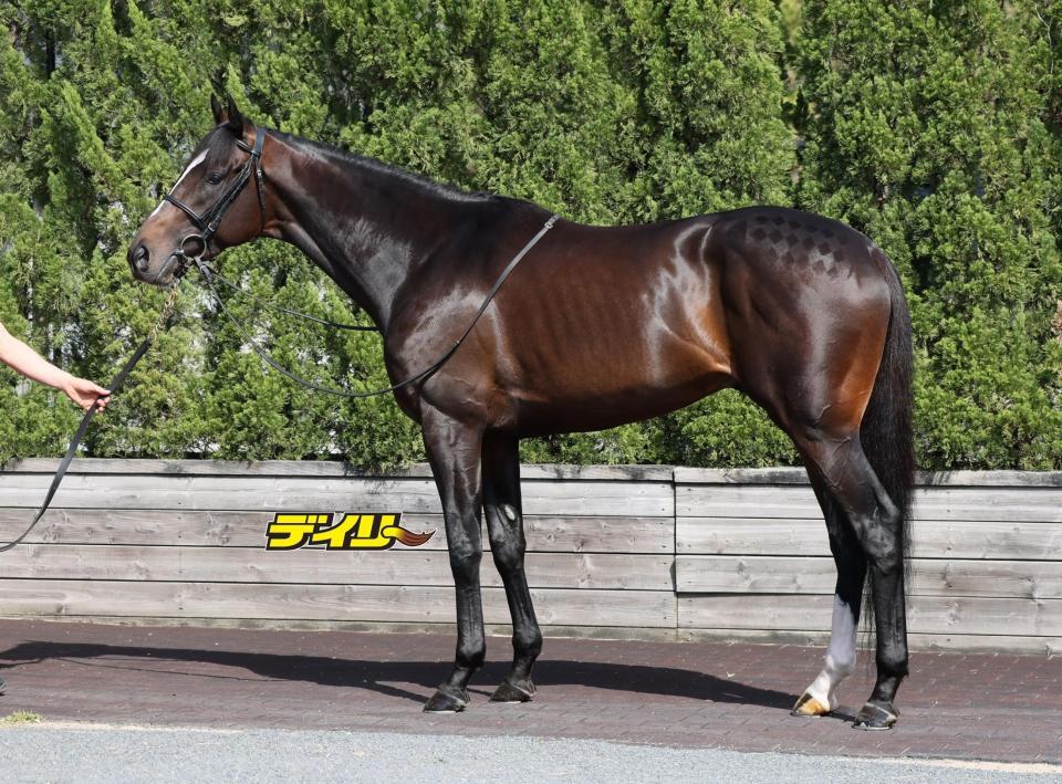 エリキング　評価Ａ