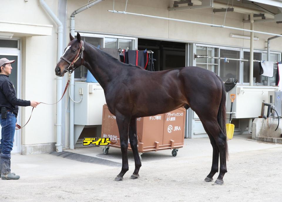 ピコチャンブラック　評価Ｂ