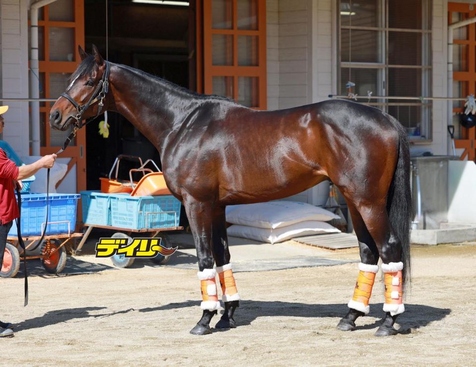 ショウナンラプンタ　評価Ｂ