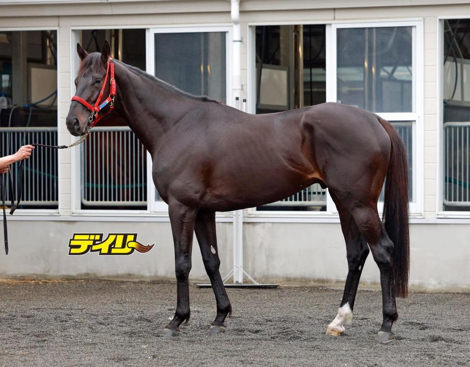 ハヤテノフクノスケ　評価Ｂ