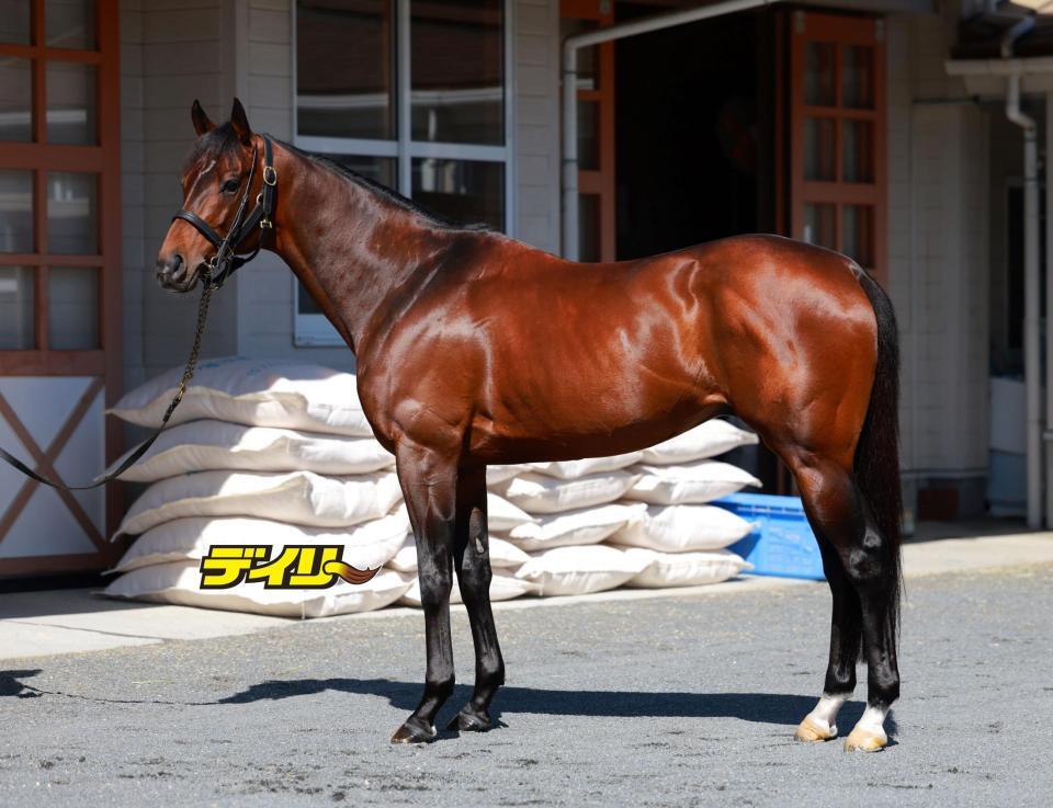 プラダリア　評価Ｂ