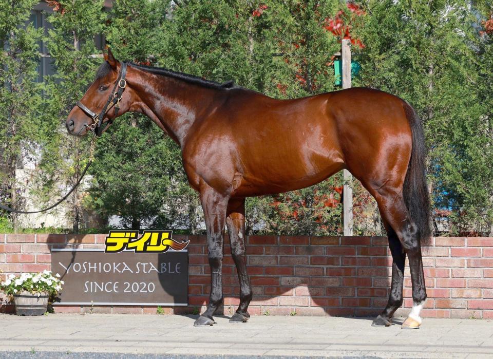 ブローザホーン　評価Ｂ