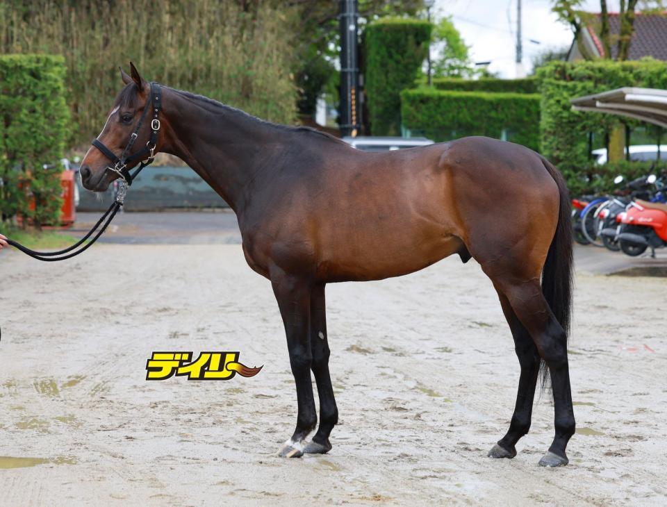 マイネルエンペラー　評価Ｂ