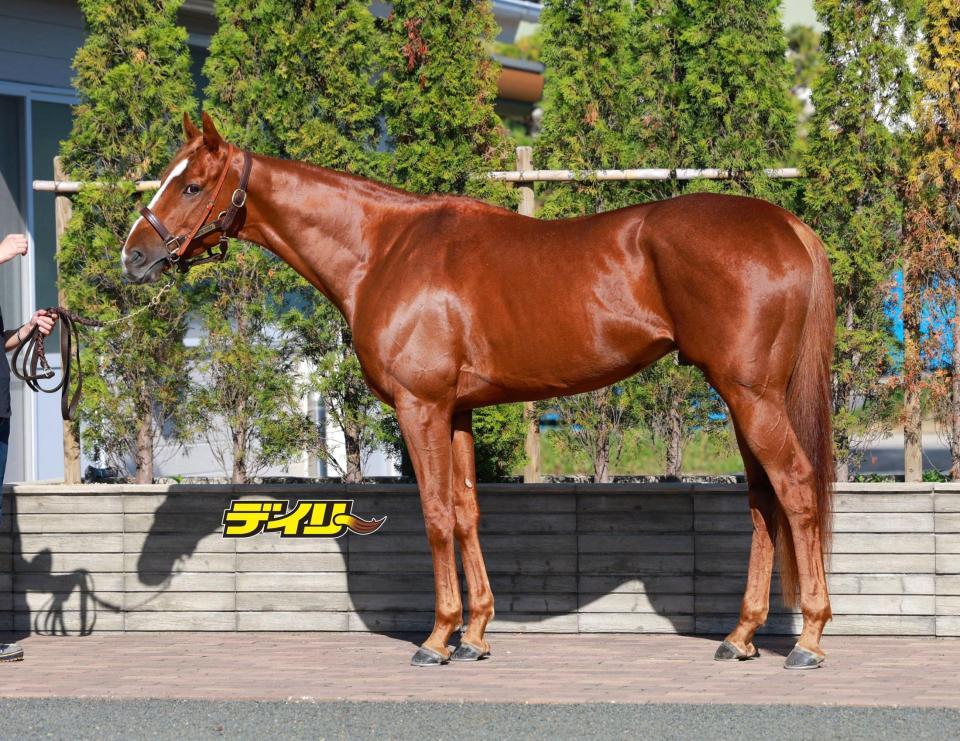 ビザンチンドリーム　評価Ｂ