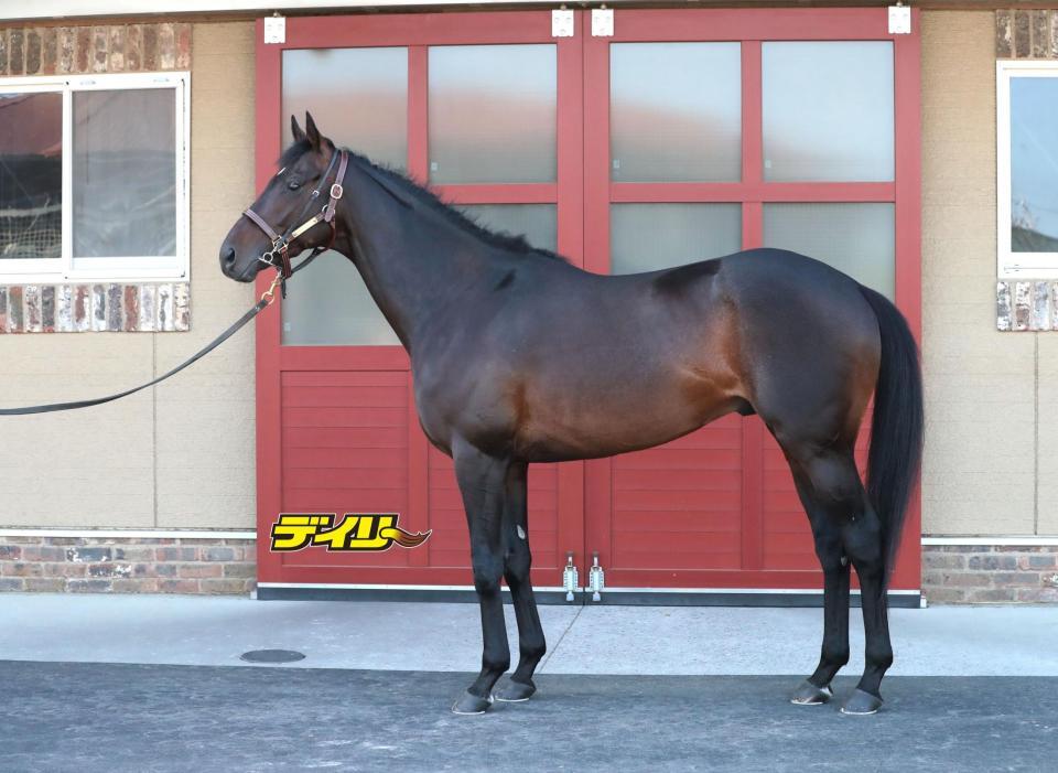 ヘデントール　評価Ａ