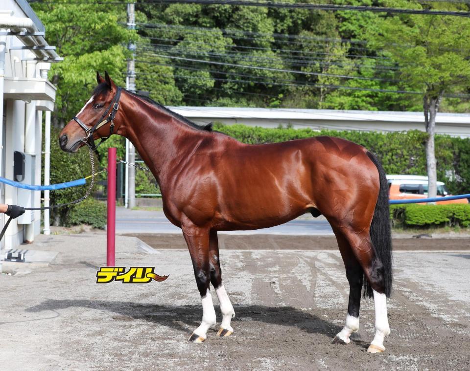 ジャンカズマ　評価Ｂ