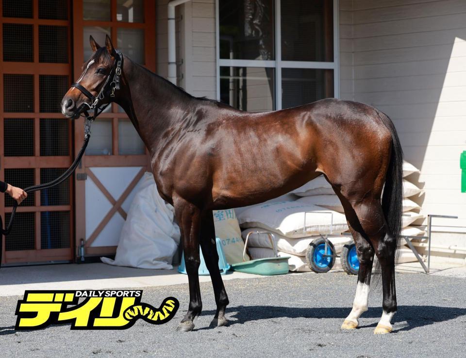 サフィラ　評価Ｂ