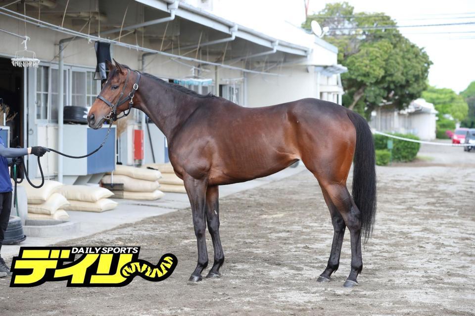 アドマイヤマツリ　評価Ａ