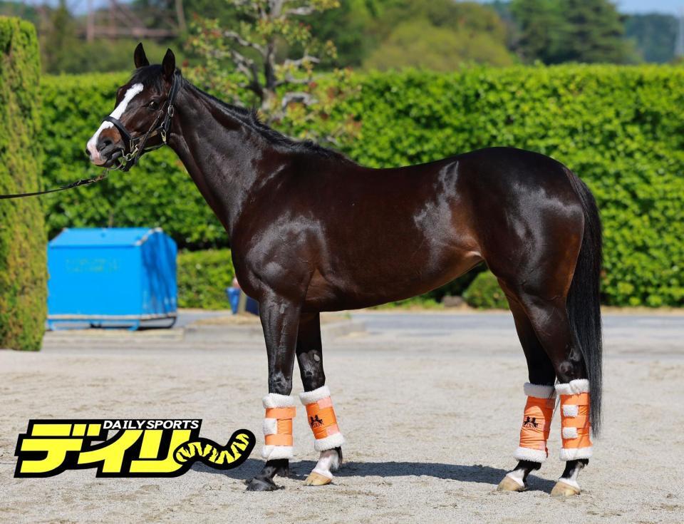 シングザットソング　評価Ｂ