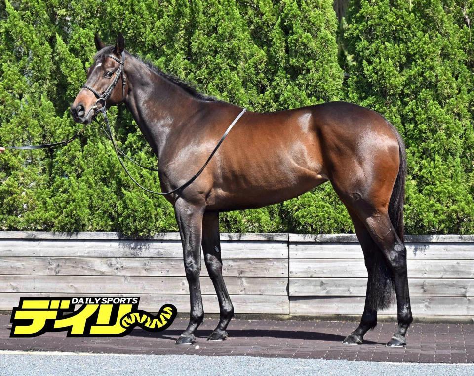 アルジーヌ　評価Ｂ