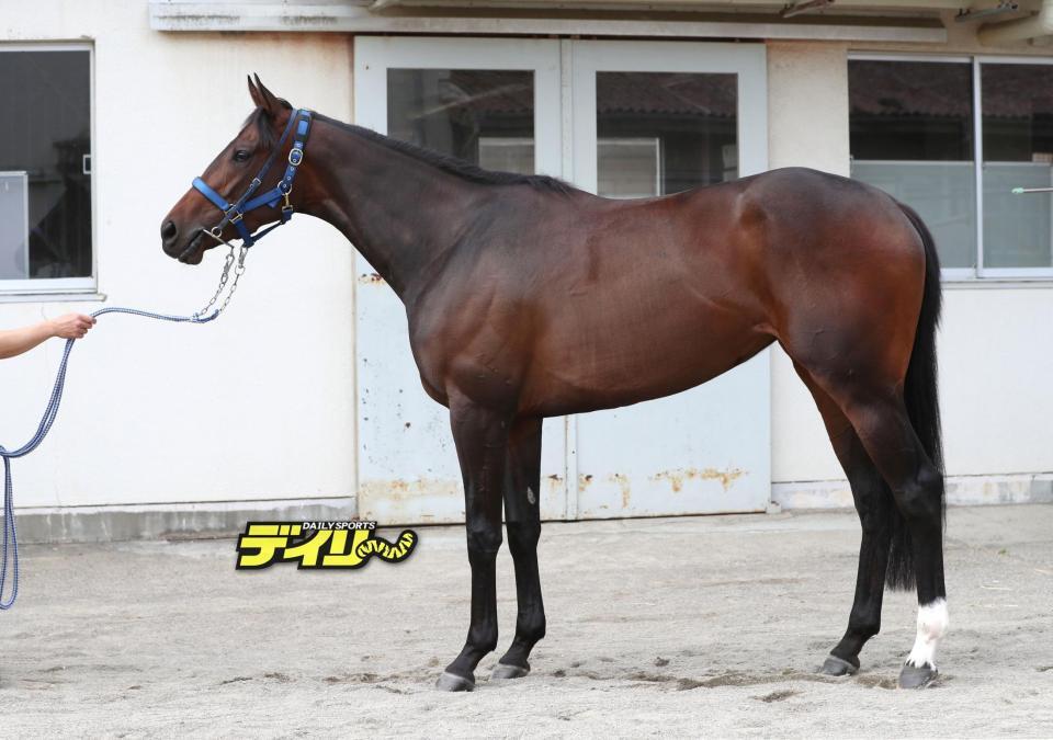 ゴーソーファー　評価Ｃ