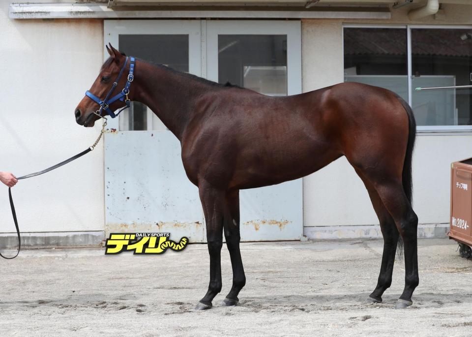 ブラウンラチェット　評価Ｂ