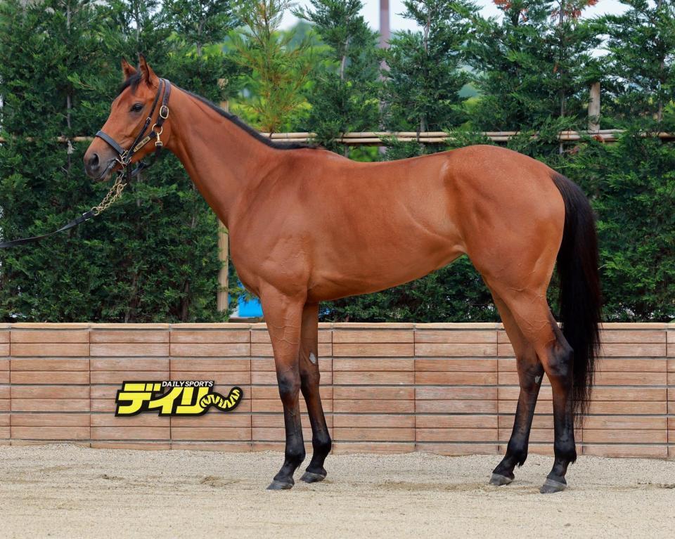 サヴォンリンナ　評価Ｂ