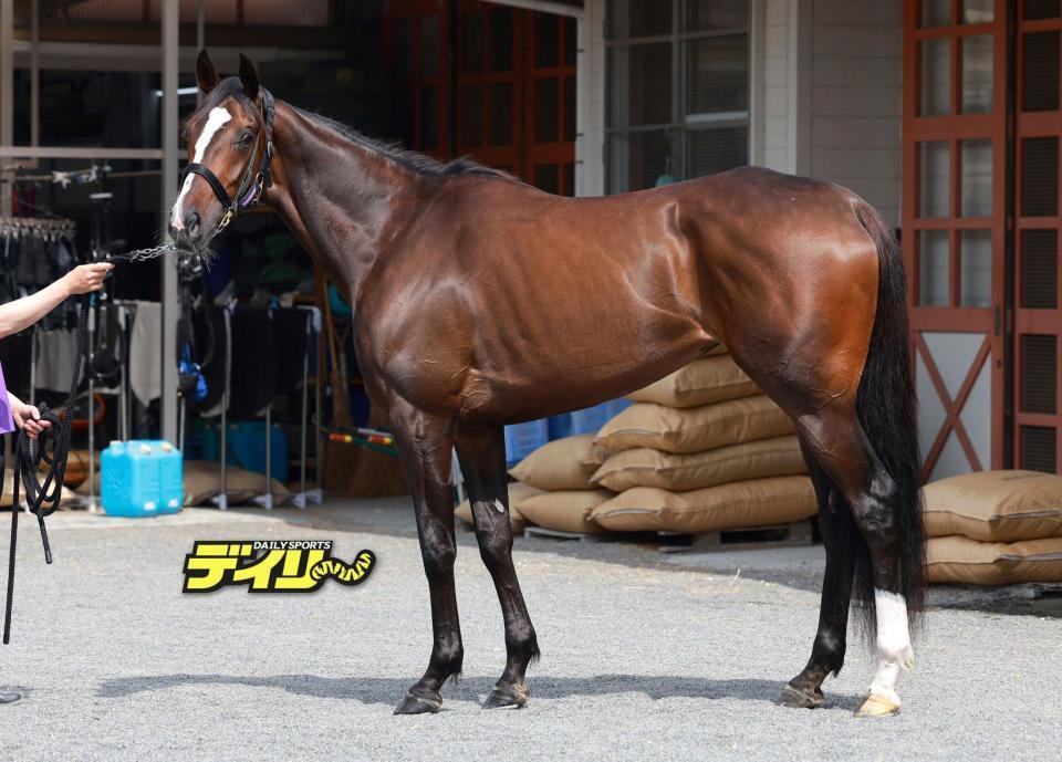 カムニャック　評価Ｂ