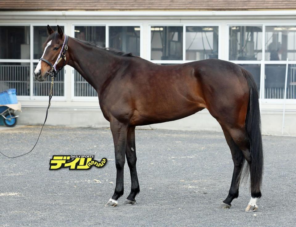 リンクスティップ　評価Ａ