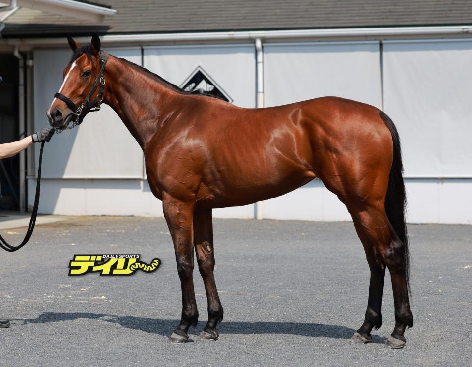 パラディレーヌ　評価Ｂ