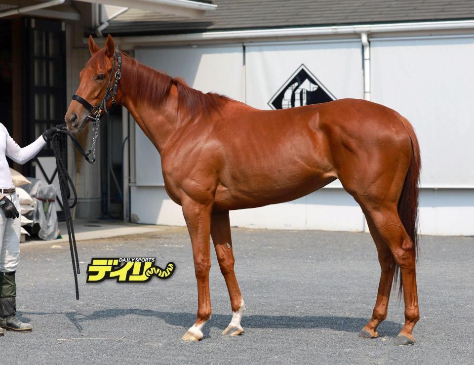 タガノアビー　評価Ｃ