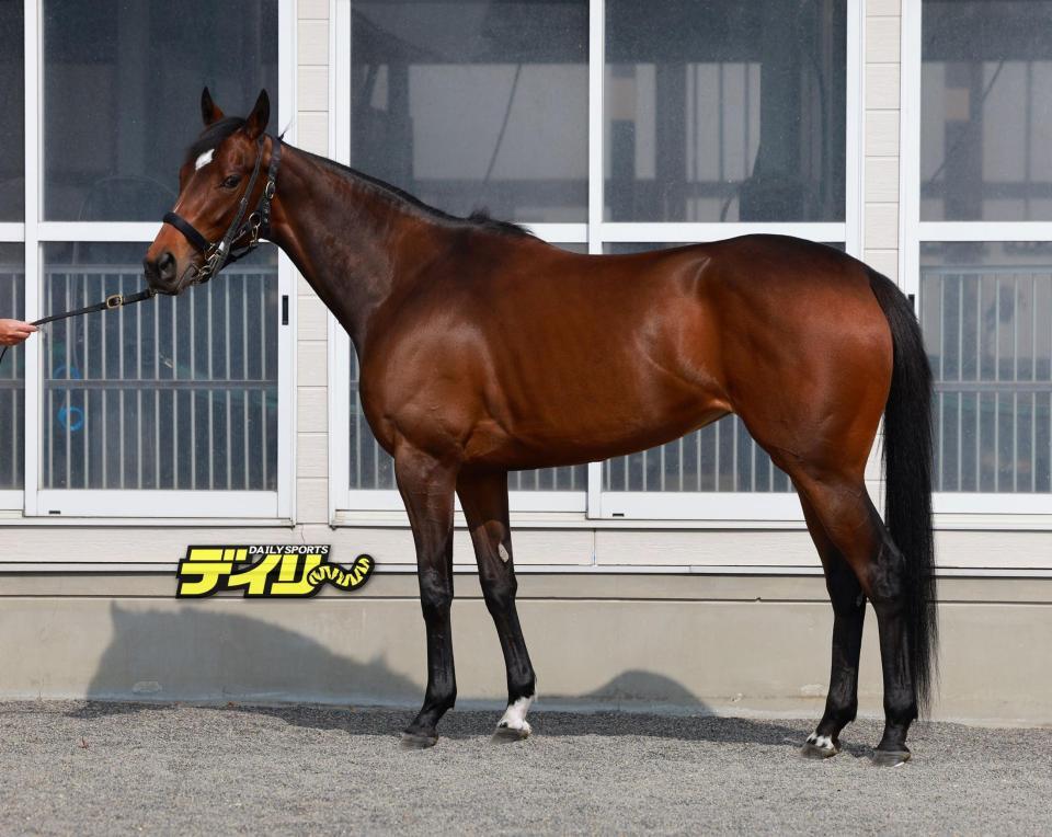 ビップデイジー　評価Ｃ