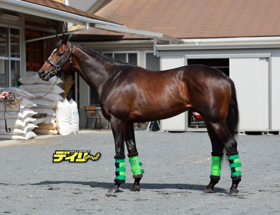 サトノシャイニング　評価　Ａ