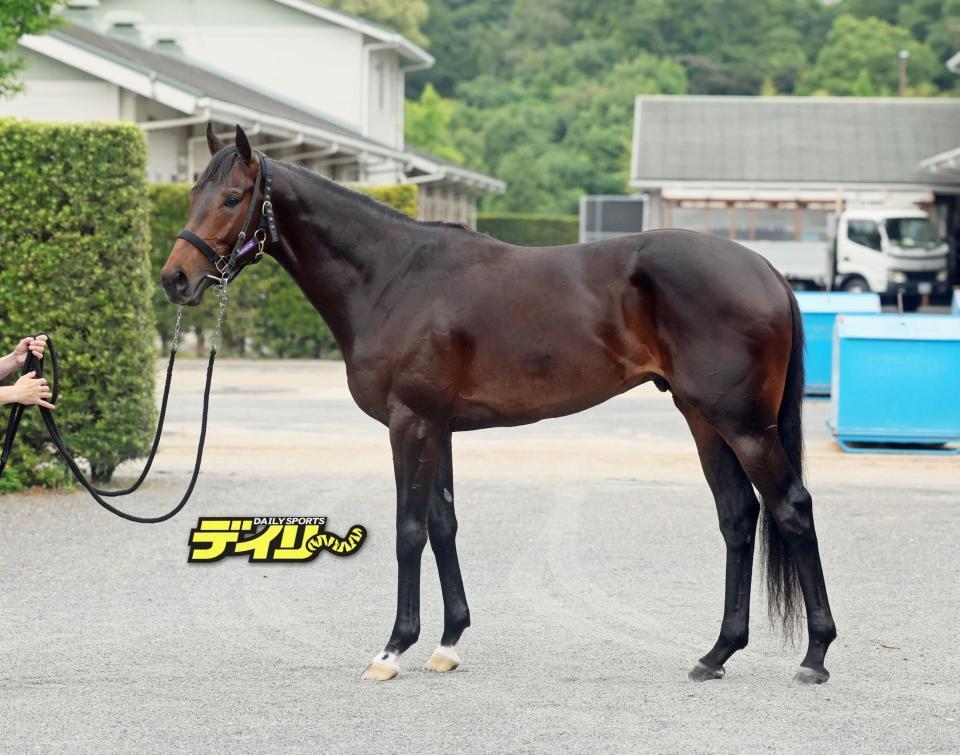 ショウヘイ　評価　Ｃ