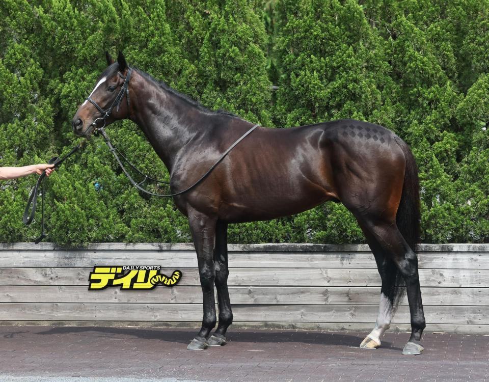 エリキング　評価　Ｂ