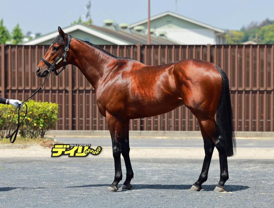 ファウストラーゼン　評価　Ｃ