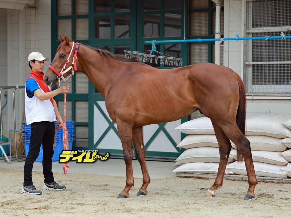 ホウオウアートマン　評価　Ｃ