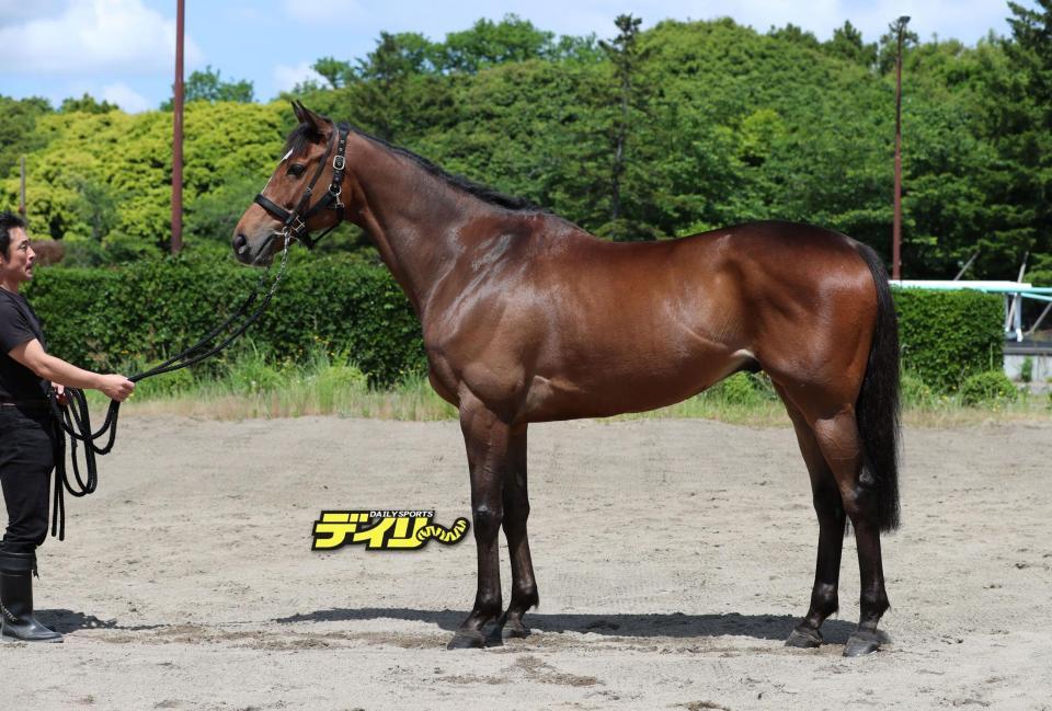 ロングラン　評価Ｂ