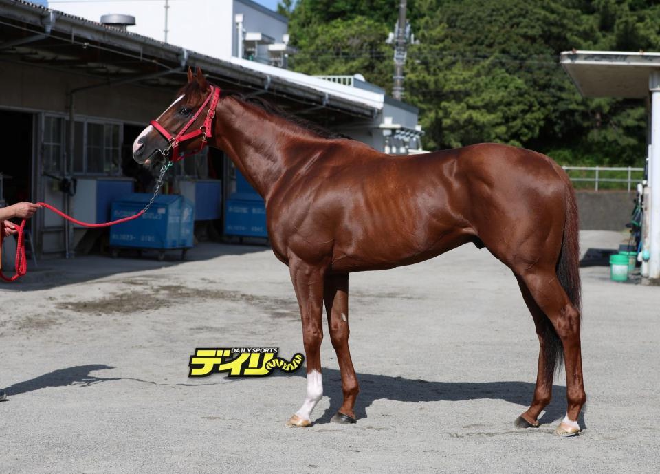 ウインマーベル　評価Ｃ