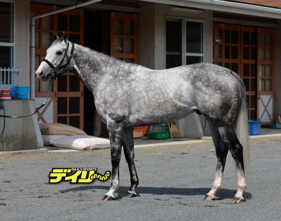 マッドクール　評価Ｂ