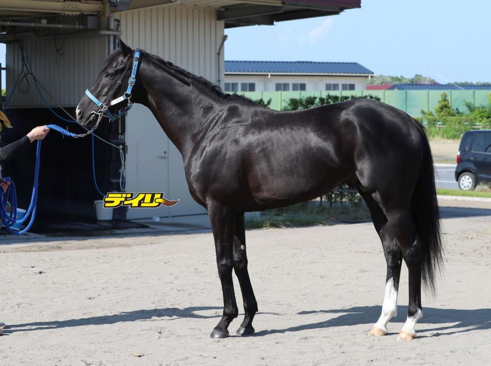 ドゥレッツア　評価Ｂ