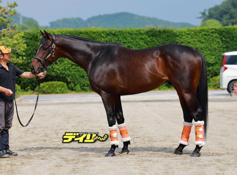 ショウナンラプンタ　評価Ｂ