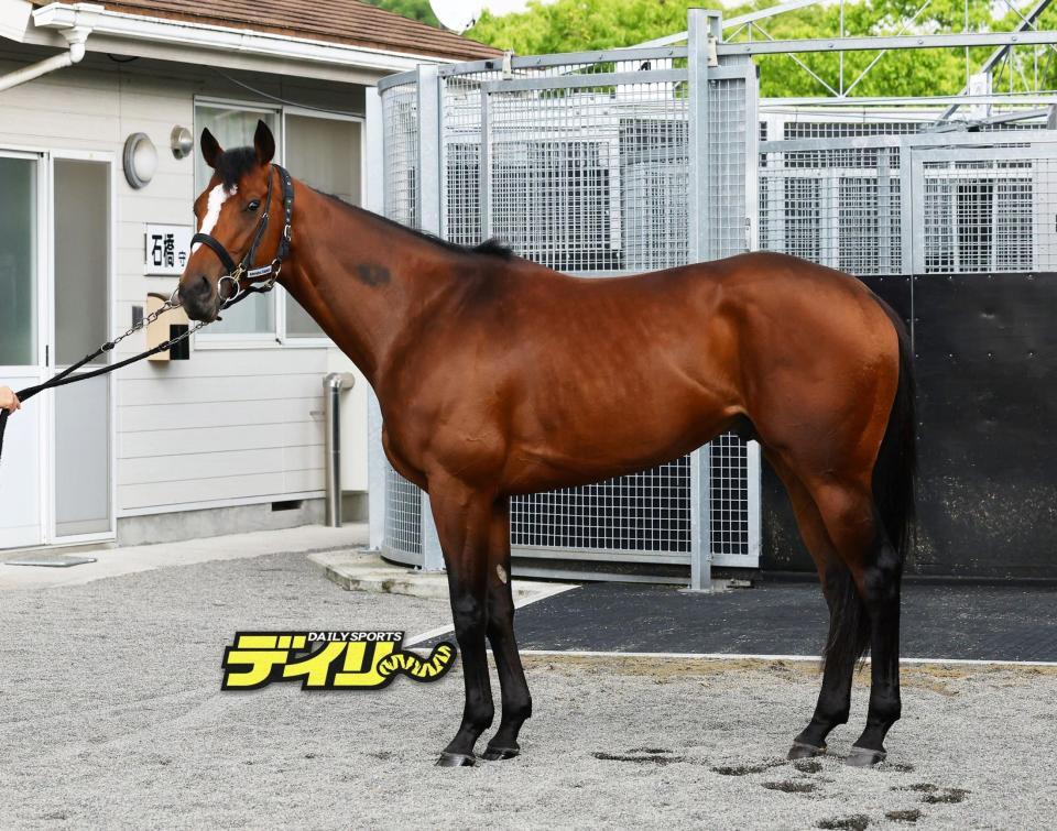 メイショウタバル　評価Ｂ