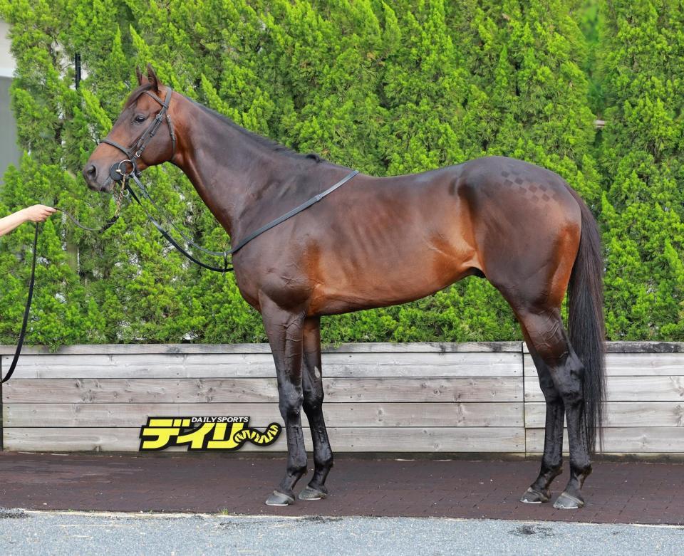 ロードデルレイ　評価Ｂ