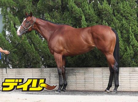 ママコチャ　評価Ｂ