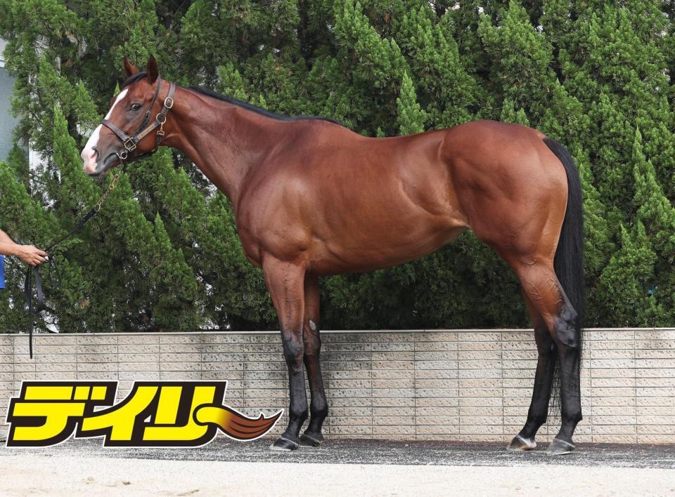 ママコチャ　評価Ｂ