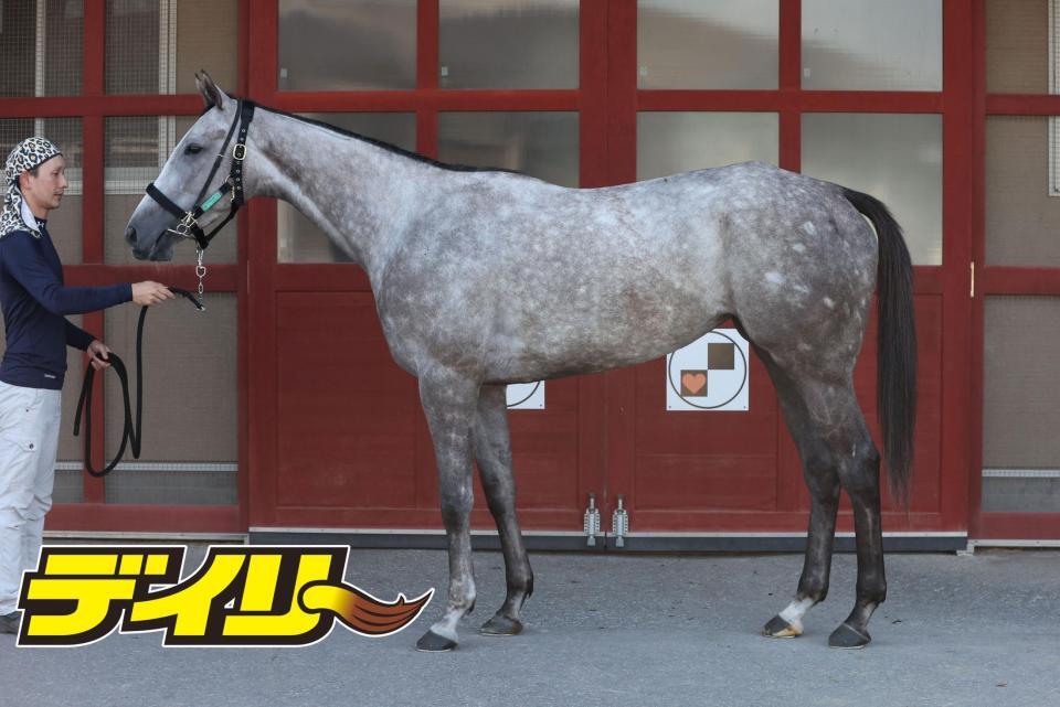 カピリナ　評価Ｃ