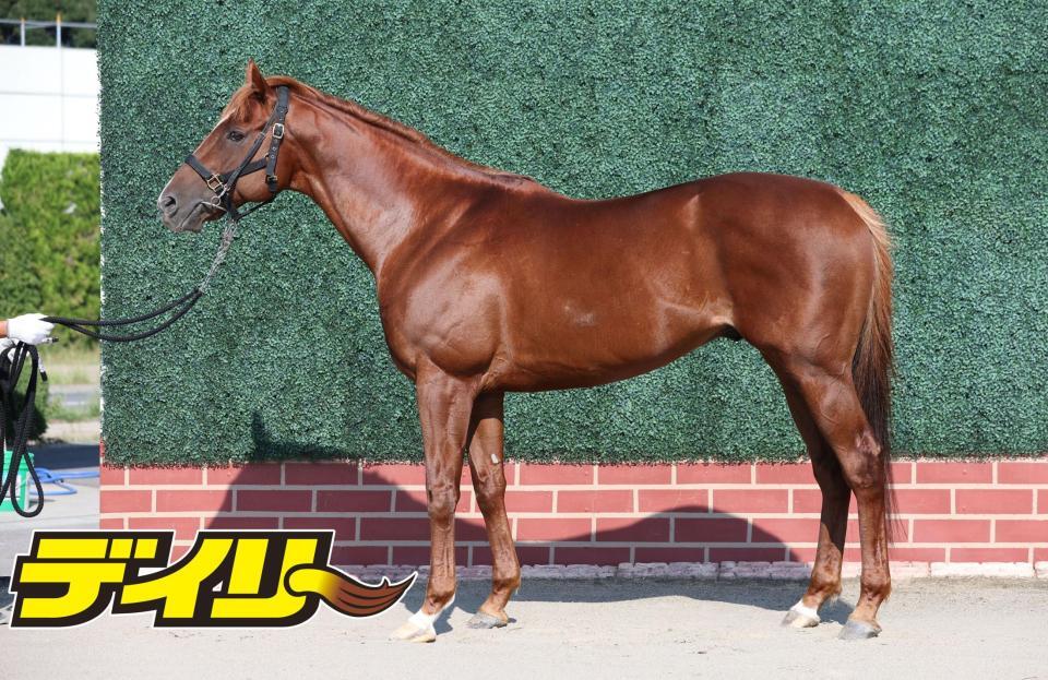 ウインカーネリアン　評価Ｂ