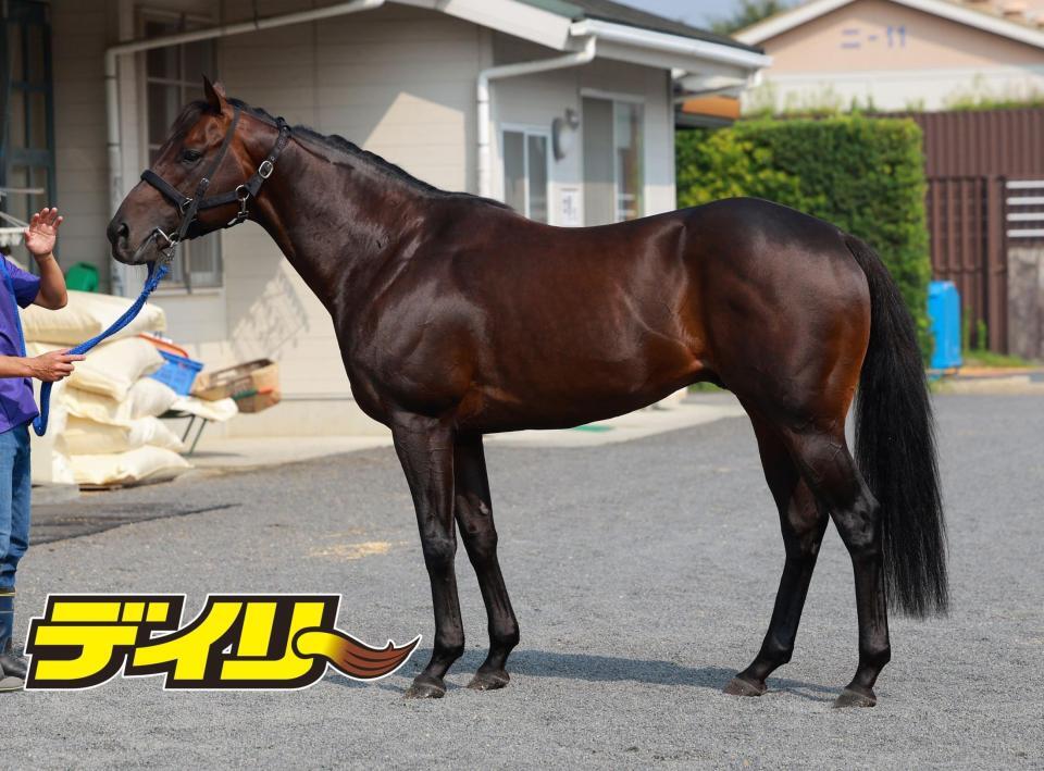 ヨシノイースター　評価Ｂ