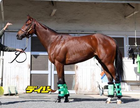 テレサ　評価Ｂ