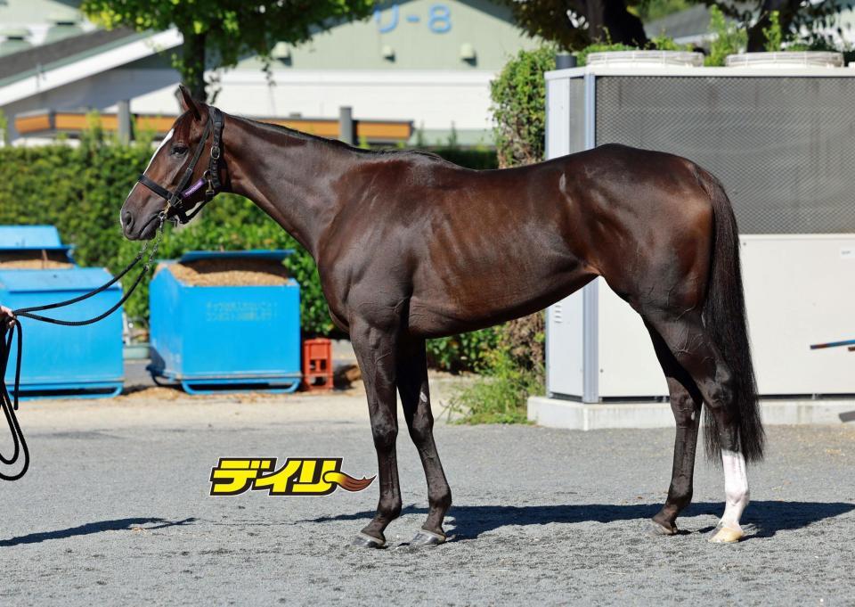 カムニャック　評価Ａ