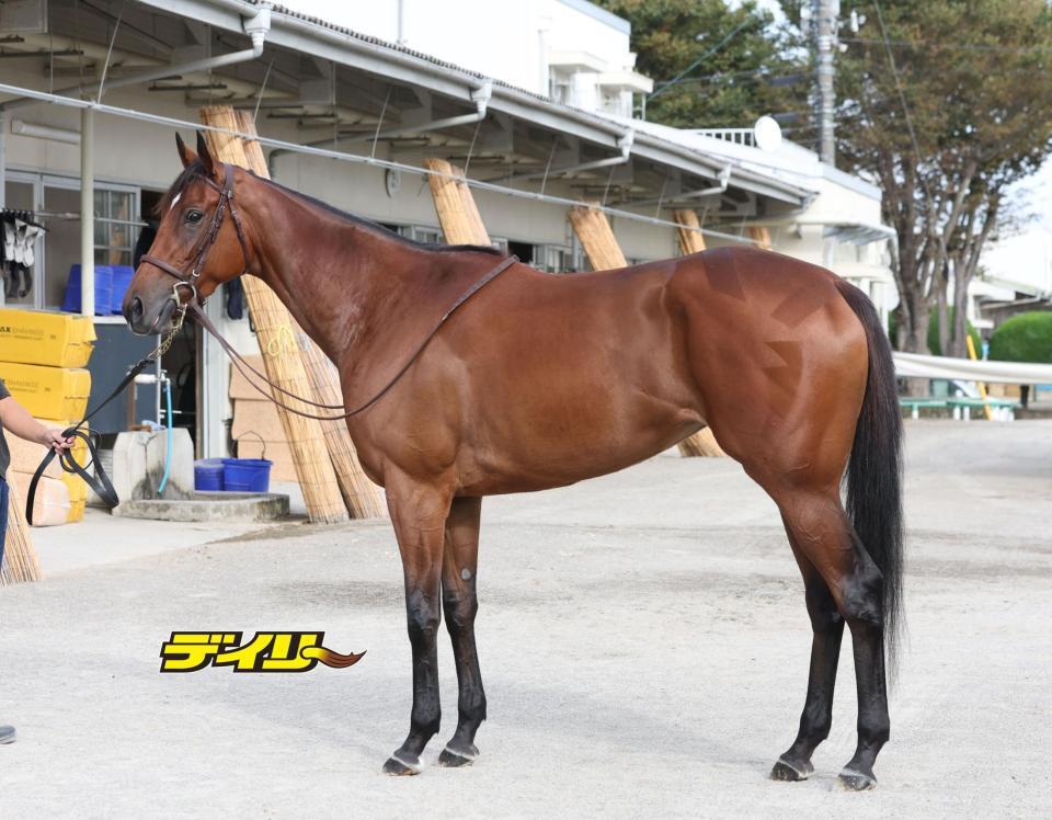 エンブロイダリー　評価Ｂ