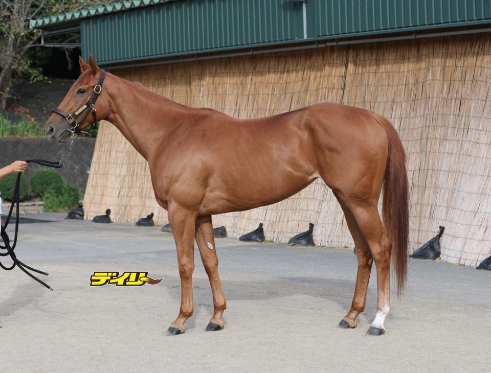 マピュース　評価Ｂ