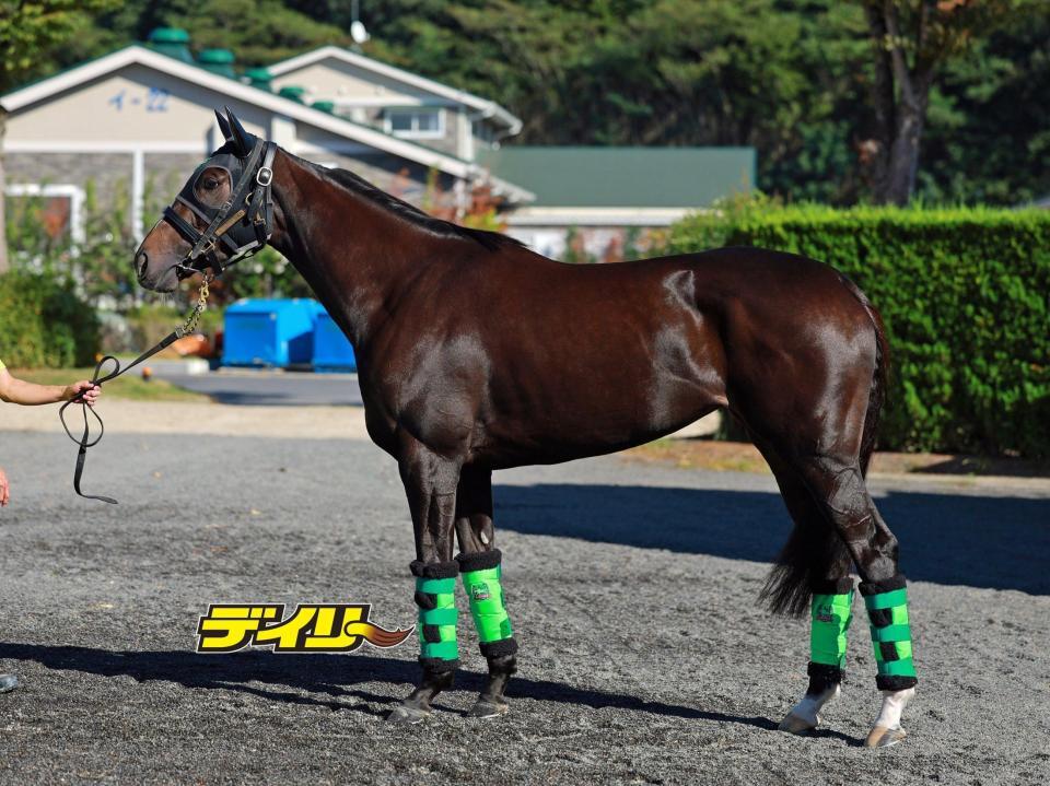 エリカエクスプレス　評価Ｂ