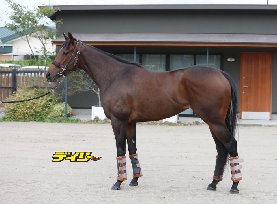 ジョイフルニュース　評価Ｂ