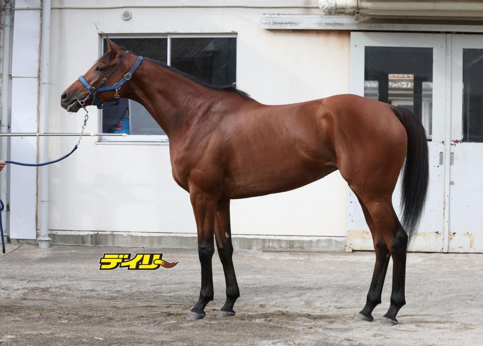 カネラフィーナ　評価Ｃ