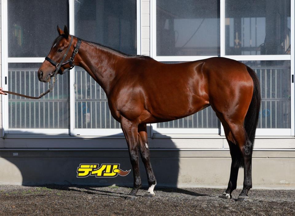 ビップデイジー　評価Ｃ