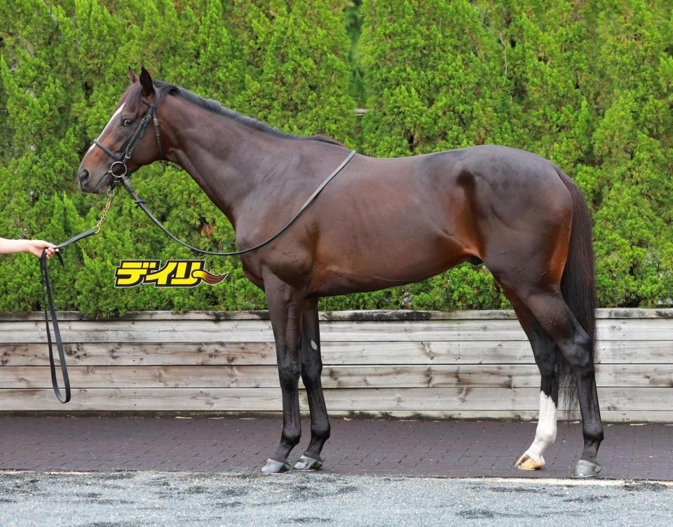 エリキング　評価Ｂ